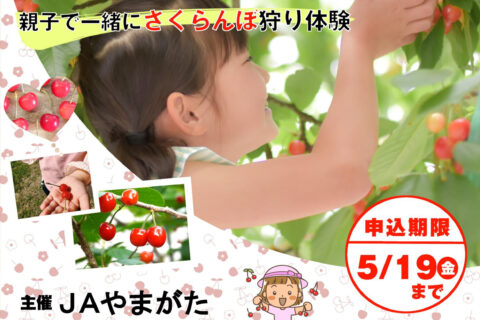 わんぱくあぐりスクール募集のお知らせ〜親子で一緒にさくらんぼ狩り体験〜
