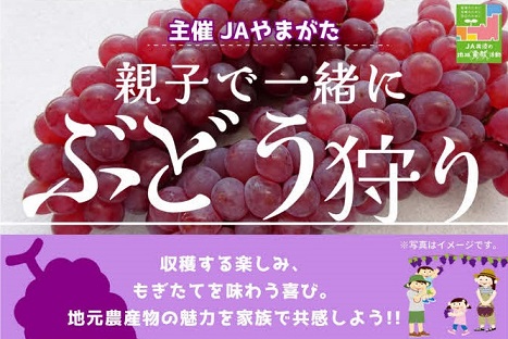 親子で一緒にぶどう狩り